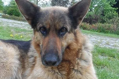 Przyjazna suczka OWCZAREK NIEMIECKI ADOPCJA