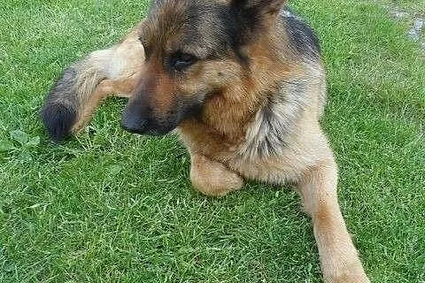 Przyjazna suczka OWCZAREK NIEMIECKI ADOPCJA