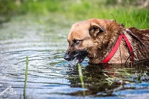 Zakochaj się w moich bursztynowych oczkach !! do adopcji !!,  lubelskie Lublin