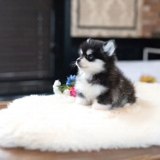 Super urocze szczeniaki rasy pomeranian miniaturowy gotowe do adopcji PILNE PILNE!##, , Lublin