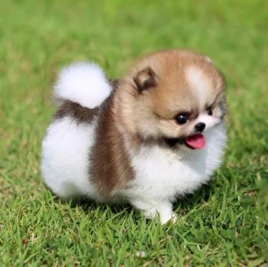 Super urocze szczeniaki rasy pomeranian miniaturowy gotowe do adopcji PILNE PILNE!##, , Lublin