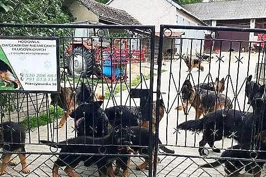 Owczarek niemiecki długowłosy potężne szczeniaki duży wybór pieski i suczki, Świętokrzyskie, Klimontów