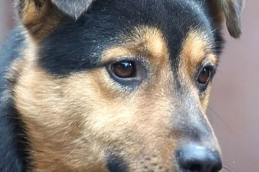 Młody Frugo, wierny przyjaciel szuka domu!,  Kunde