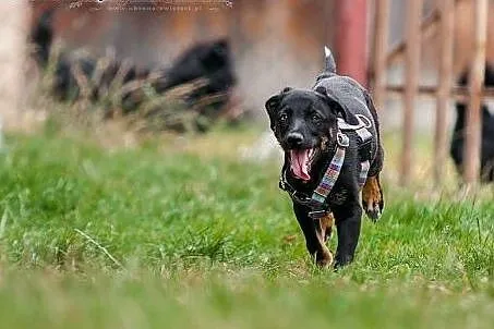 POLO - 6 kg BEZTROSKIEGO dzieciaka do adopcji,  śl
