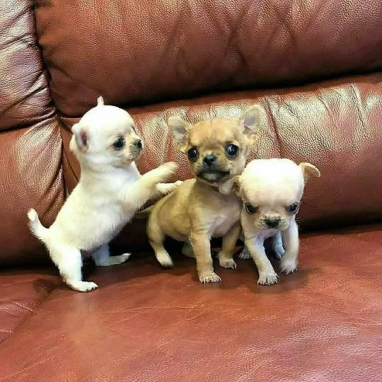 Przepiękne szczenięta chihuahua gotowe do sprzedaży w nowych domach