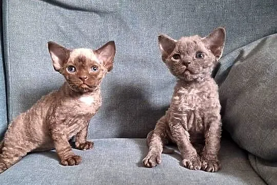 Czekoladowy kocurek devon rex