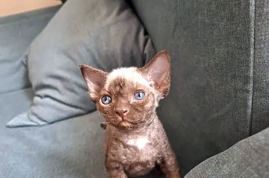 Czekoladowy kocurek devon rex, Mazowieckie, Warszawa