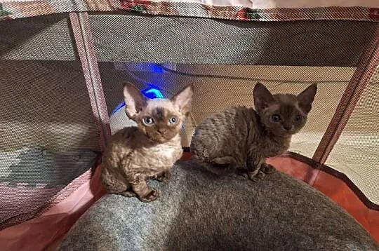 Czekoladowy kocurek devon rex, Mazowieckie, Warszawa