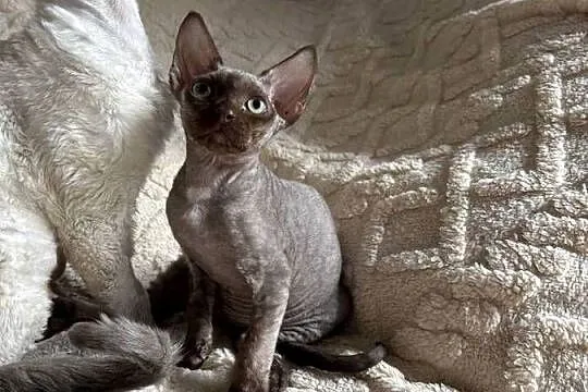 Czekoladowy kocurek devon rex, Mazowieckie, Warszawa