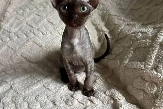 Czekoladowy kocurek devon rex, Mazowieckie, Warszawa