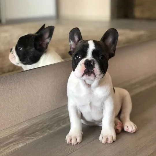 Sprzedam dwa zdrowe szczenięta buldoga francuskiego., Warmińsko-mazurskie, Olsztyn