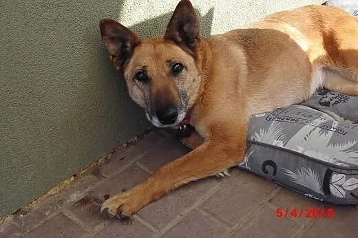 Łagodna, przyjazna Zara, supergrzeczna suczka, któ