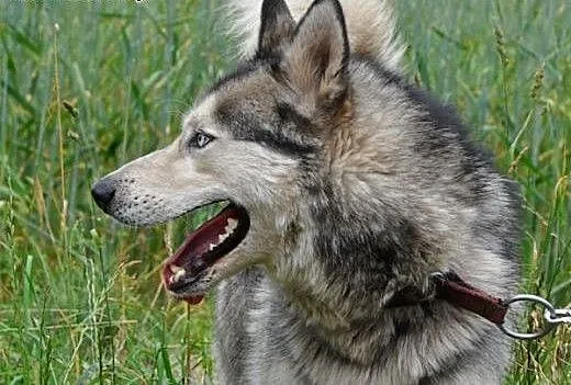 Ałtaj, husky szuka domu, śląskie Sosnowiec