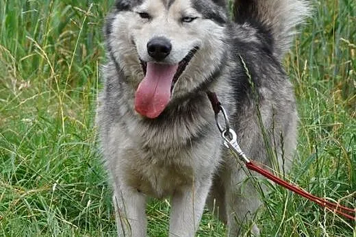 Ałtaj, husky szuka domu,  śląskie Sosnowiec