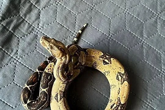 Wąż boa imperator samica, Wielkopolskie, Gniezno