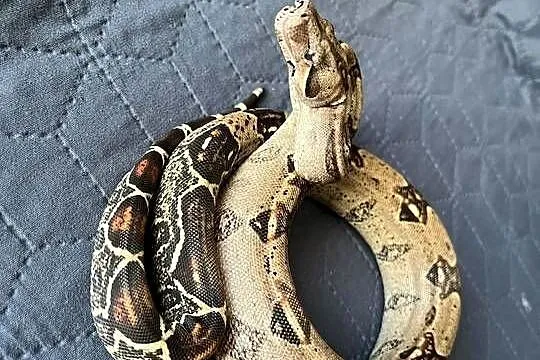 Wąż boa imperator samica, Wielkopolskie, Gniezno
