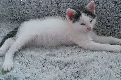 Kocięta do adopcji,  podlaskie Białystok