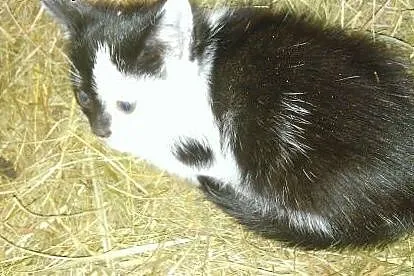 Kocięta do adopcji,  podlaskie Białystok