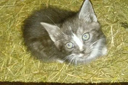 Kocięta do adopcji,  podlaskie Białystok