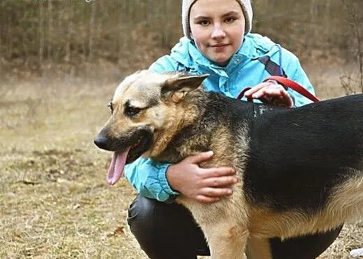 Natka - wilczurka w schroniski, podlaskie Białyst