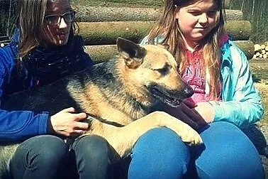 Natka - wilczurka w schroniski,  podlaskie Białyst