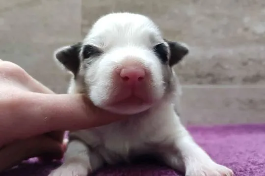 Rasowy pies bluemerle Border Collie z pełną dok. przebadani rodzice