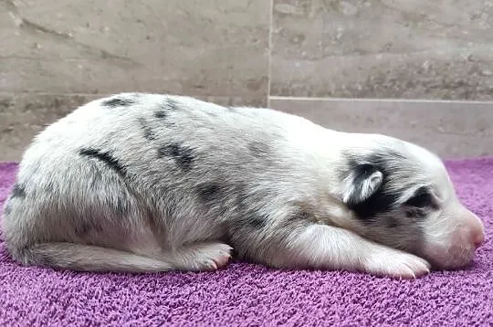 Rasowy pies bluemerle Border Collie z pełną dok. przebadani rodzice, Podkarpackie, Iwonicz