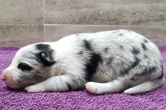 Rasowy pies bluemerle Border Collie z pełną dok. przebadani rodzice, Podkarpackie, Iwonicz