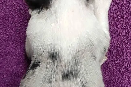 Rasowy pies bluemerle Border Collie z pełną dok. przebadani rodzice, Podkarpackie, Iwonicz