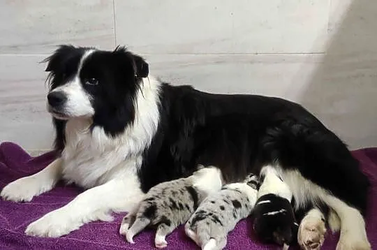 Rasowy pies bluemerle Border Collie z pełną dok. przebadani rodzice, Podkarpackie, Iwonicz