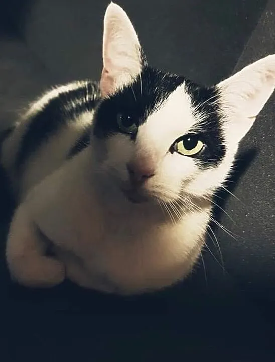 Zdrapek ma nadzieję, że do trzech razy sztuka! adopcja !, Śląskie, Rybnik