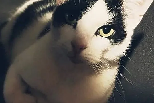Zdrapek ma nadzieję, że do trzech razy sztuka! adopcja !, Śląskie, Rybnik