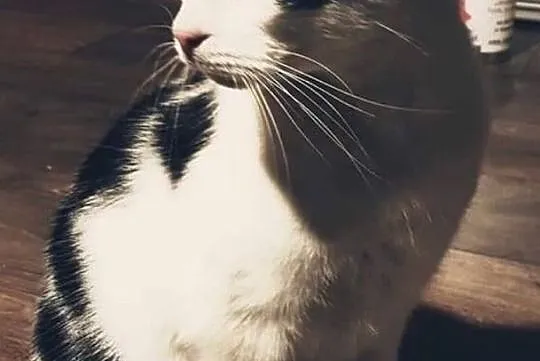 Zdrapek ma nadzieję, że do trzech razy sztuka! adopcja !, Śląskie, Rybnik