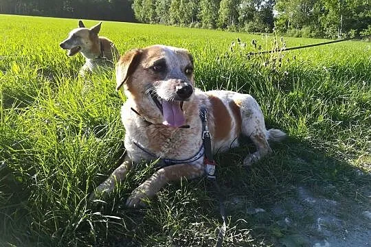 Bianka-cudna psina w rude centki, cichutka i nieśmiała, musi szybko znaleźć dom!, Małopolskie, Kraków