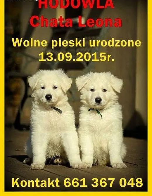 Szczeniaki Białego Owczarka Szwajcarskiego, dolno