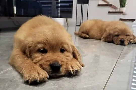 Zapowiedź miotu Golden Retriever ciemno złote
