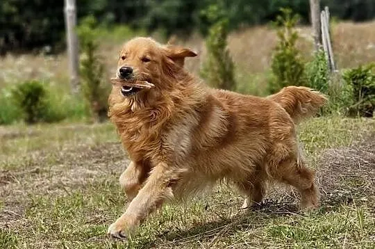 Zapowiedź miotu Golden Retriever ciemno złote, Śląskie, Poręba