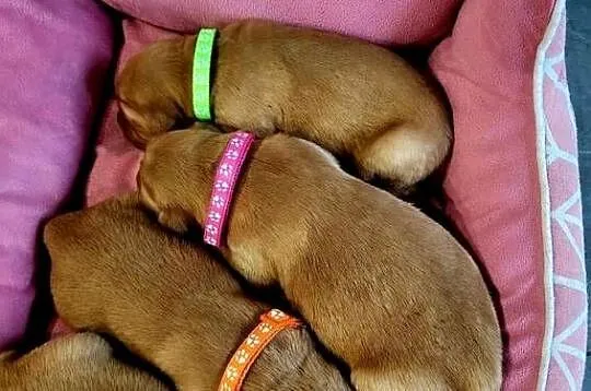Zapowiedź miotu Golden Retriever ciemno złote, Śląskie, Poręba
