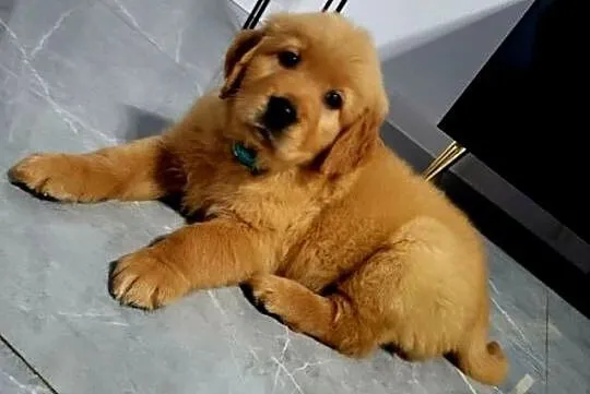 Zapowiedź miotu Golden Retriever ciemno złote, Śląskie, Poręba