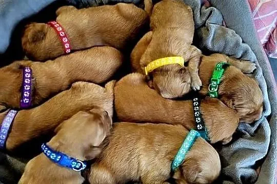 Zapowiedź miotu Golden Retriever ciemno złote, Śląskie, Poręba