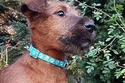 Terier irlandzki