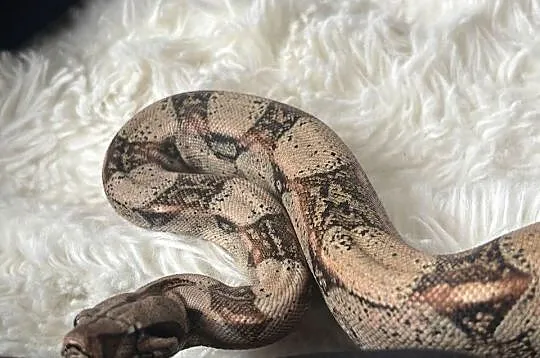 Wąż constrictor