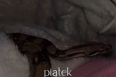 Wąż constrictor, Podkarpackie, Tarnobrzeg