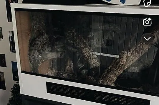 Wąż constrictor, Podkarpackie, Tarnobrzeg