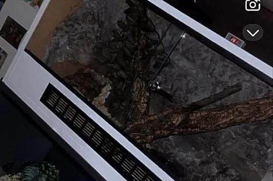 Wąż constrictor, Podkarpackie, Tarnobrzeg