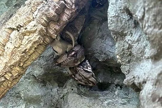 Wąż constrictor, Podkarpackie, Tarnobrzeg