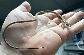 jaszczurka długoogonowa (T.sexlineatus) w Gliwicach