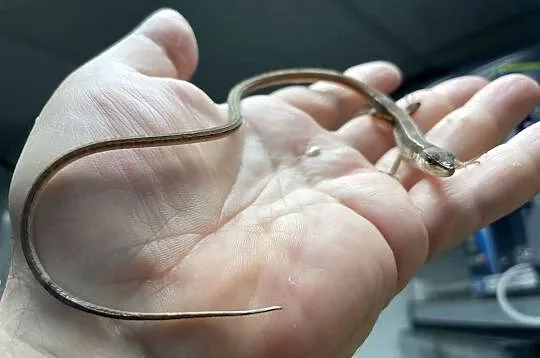 jaszczurka długoogonowa (T.sexlineatus) w Gliwicach