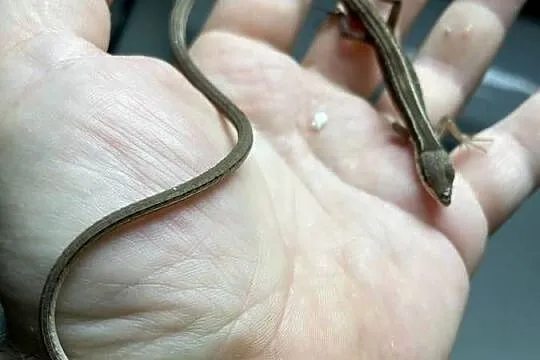 jaszczurka długoogonowa (T.sexlineatus) w Gliwicach, Śląskie, Gliwice