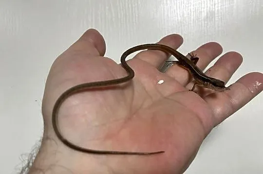 jaszczurka długoogonowa (T.sexlineatus) w Gliwicach, Śląskie, Gliwice